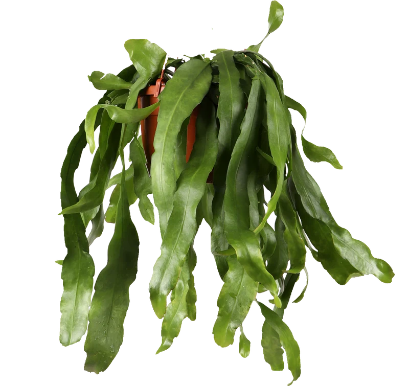 Epiphyllum pumilum (Zwergiger Blattkaktus) (M)