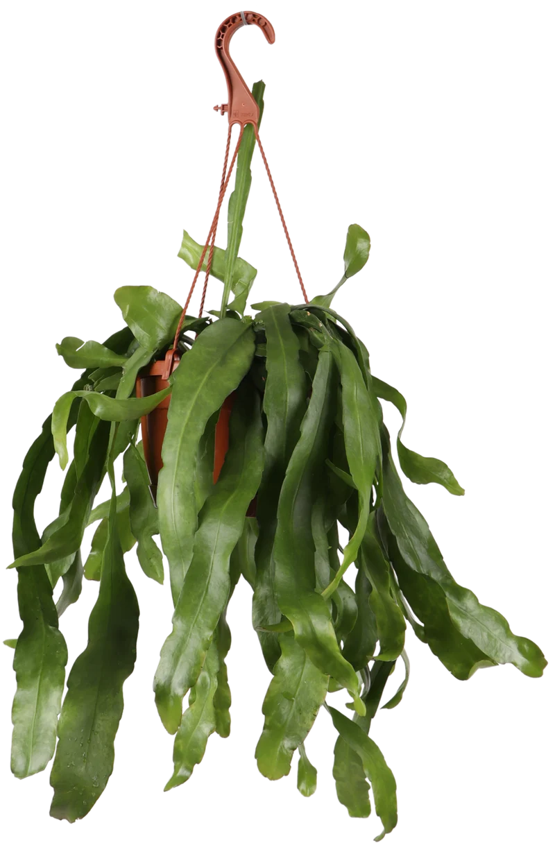 Epiphyllum pumilum (Zwergiger Blattkaktus) (M)