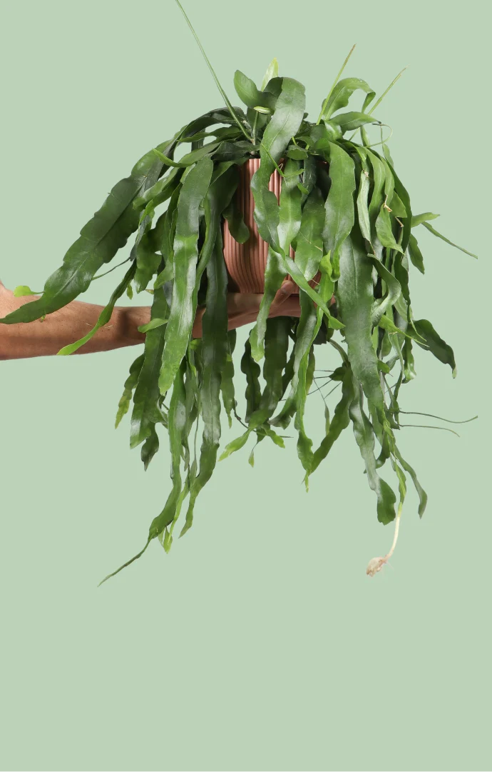 Epiphyllum pumilum (Zwergiger Blattkaktus) (M)