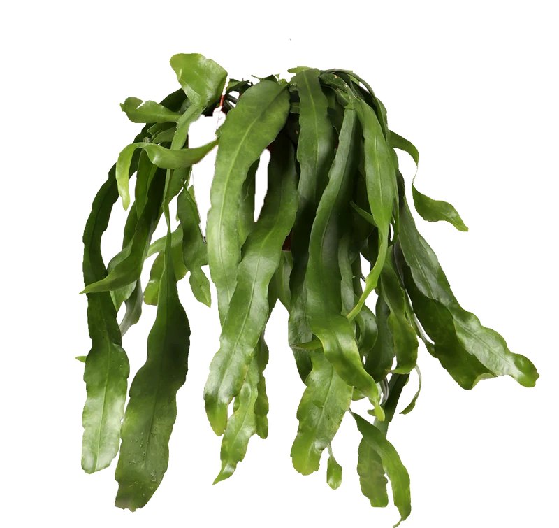 Epiphyllum pumilum (Zwergiger Blattkaktus) (M)