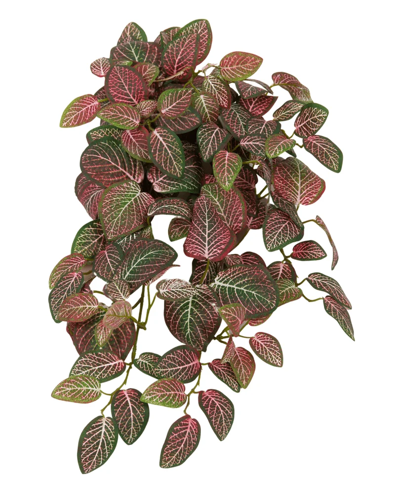 Kunst hangplant Fittonia Rood en wit 70 cm