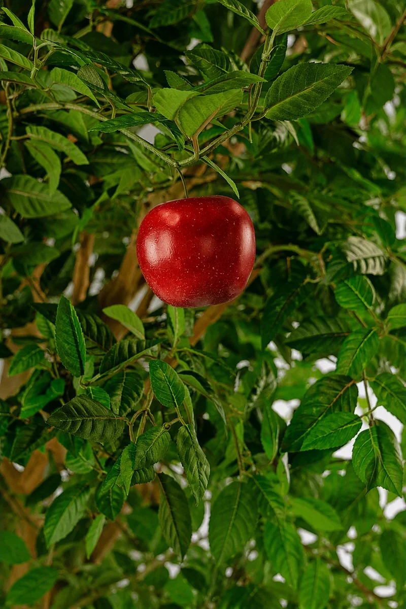 Kunst Appelboom 240 cm