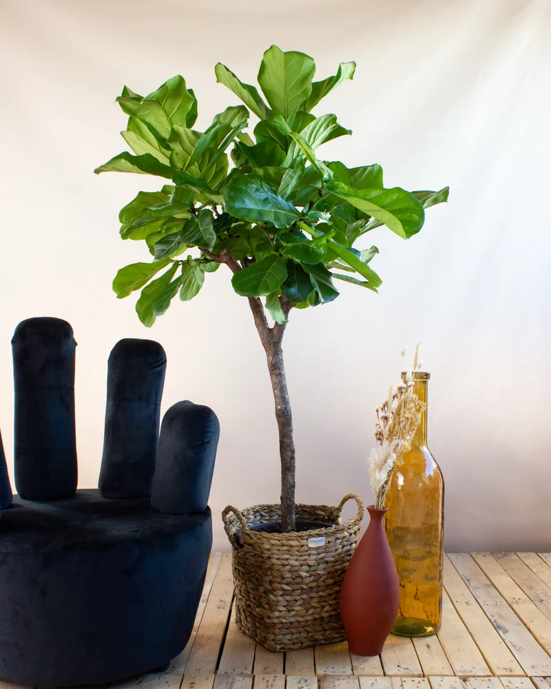 Ficus lyrata verzweigter Stamm (Geigenfeige) (XL)