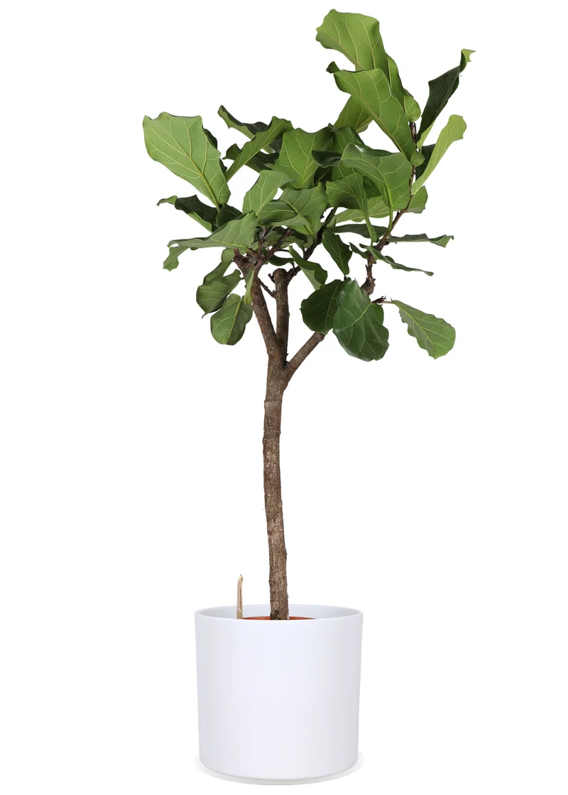 Ficus lyrata verzweigter Stamm (Geigenfeige) (XL)