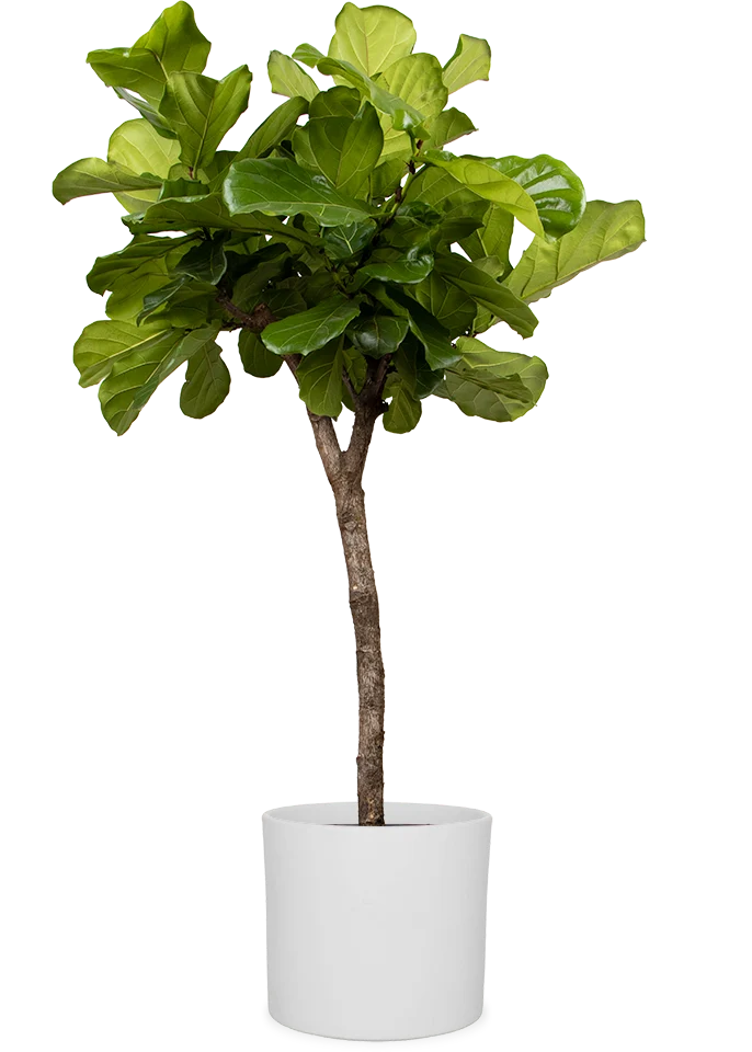 Ficus lyrata verzweigter Stamm (Geigenfeige) (XL)