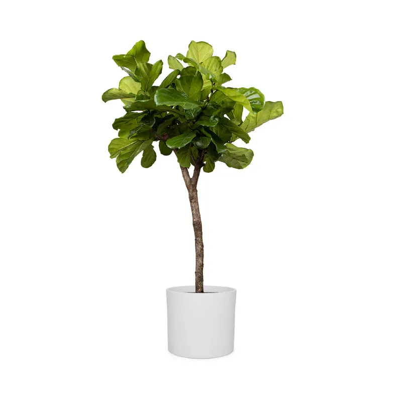 Ficus lyrata verzweigter Stamm (Geigenfeige) (XL)