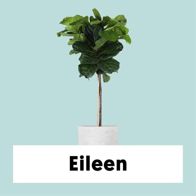 Ficus lyrata verzweigter Stamm (Geigenfeige) (XL)