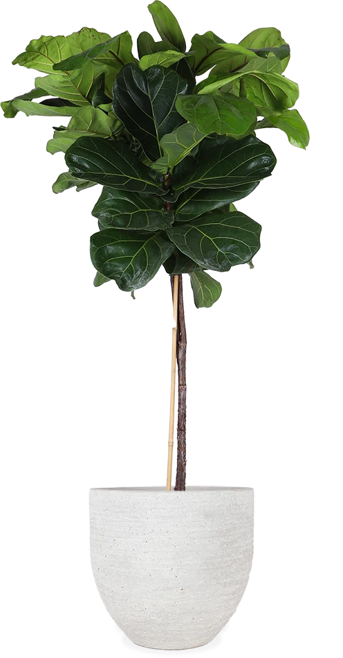 Ficus lyrata verzweigter Stamm (Geigenfeige) (XL)