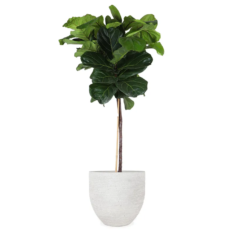Ficus lyrata verzweigter Stamm (Geigenfeige) (XL)