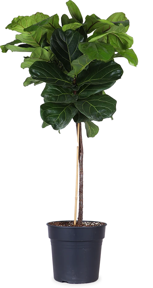 Ficus lyrata verzweigter Stamm (Geigenfeige) (XL)