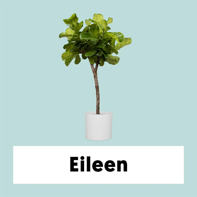 Ficus lyrata verzweigter Stamm (Geigenfeige) (XL)