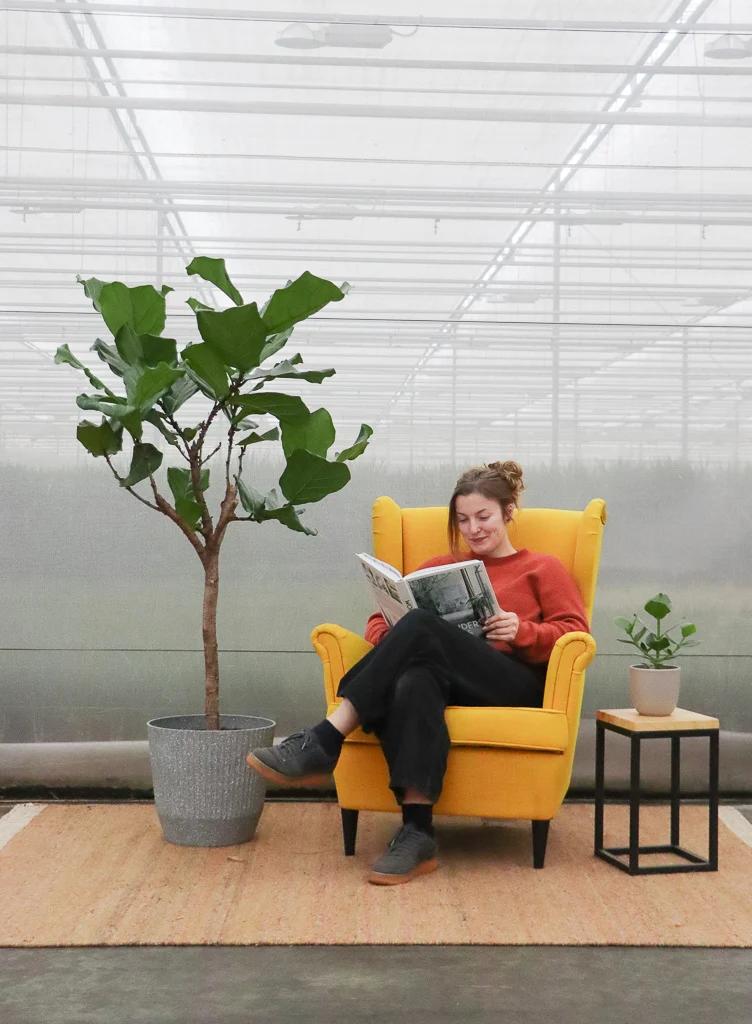 Ficus lyrata verzweigter Stamm (Geigenfeige) (XL)