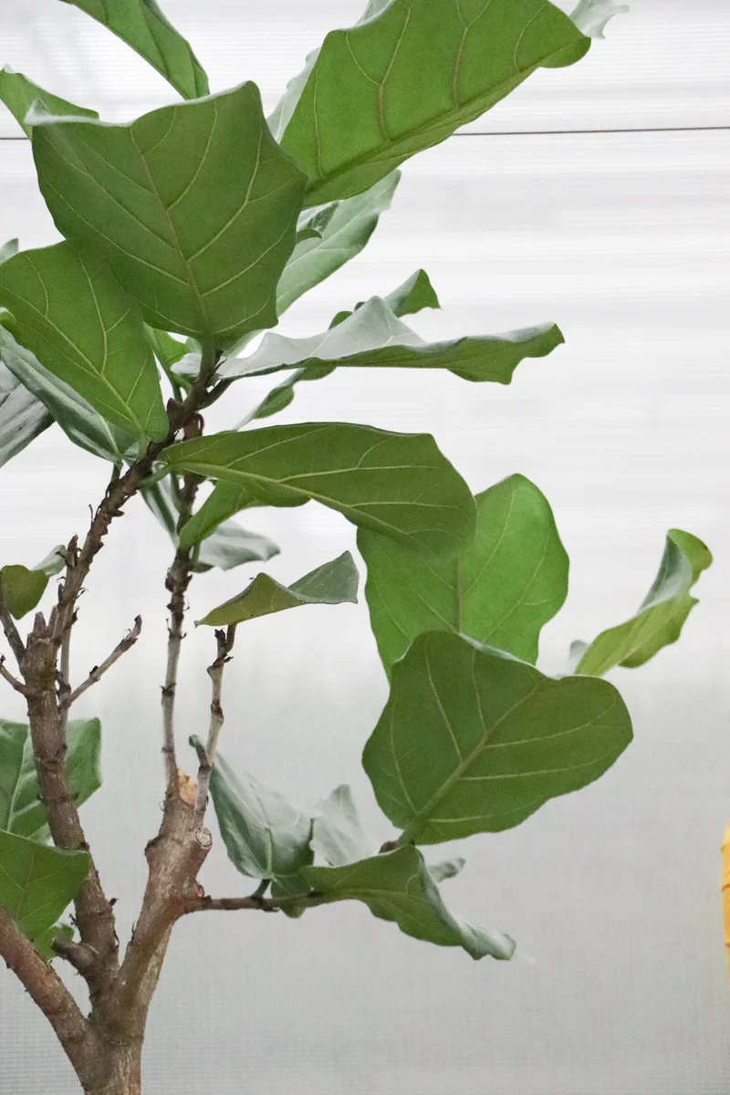 Ficus lyrata verzweigter Stamm (Geigenfeige) (XL)