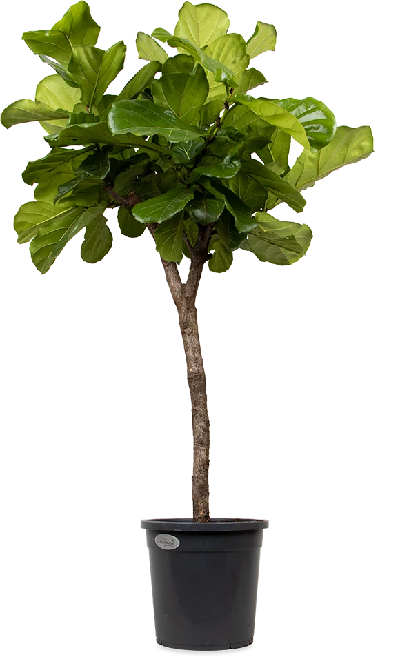 Ficus lyrata verzweigter Stamm (Geigenfeige) (XL)