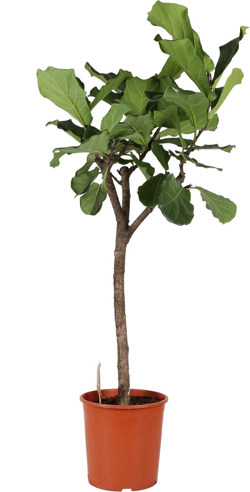 Ficus lyrata verzweigter Stamm (Geigenfeige) (XL)