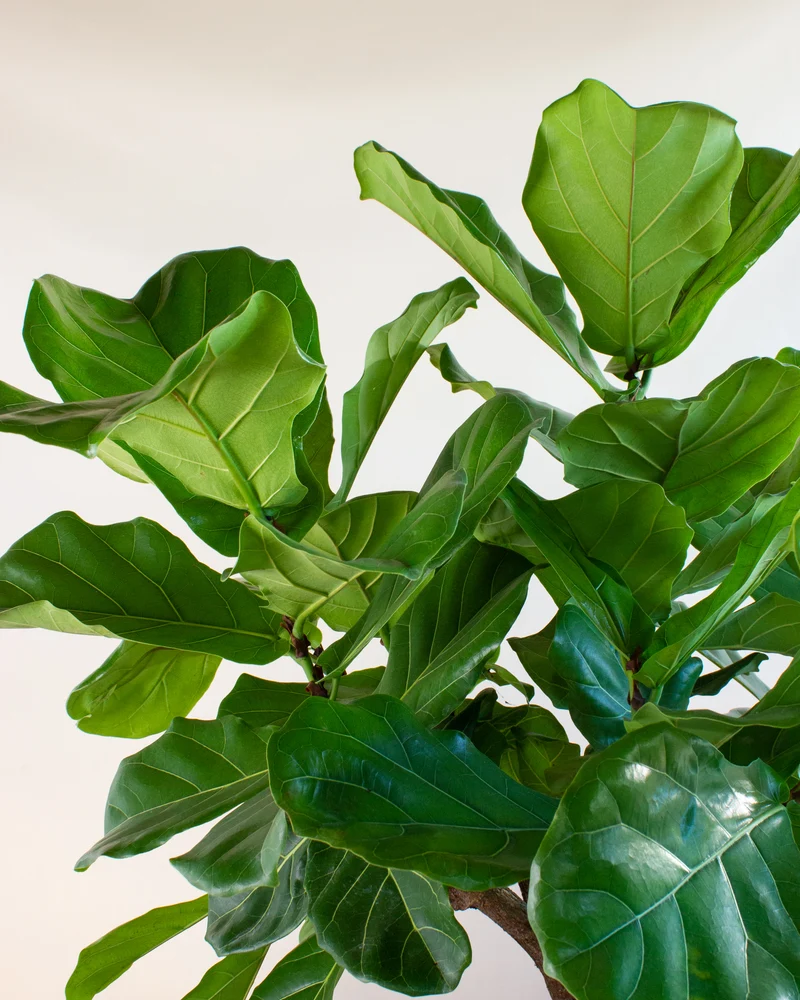Ficus lyrata verzweigter Stamm (Geigenfeige) (XL)