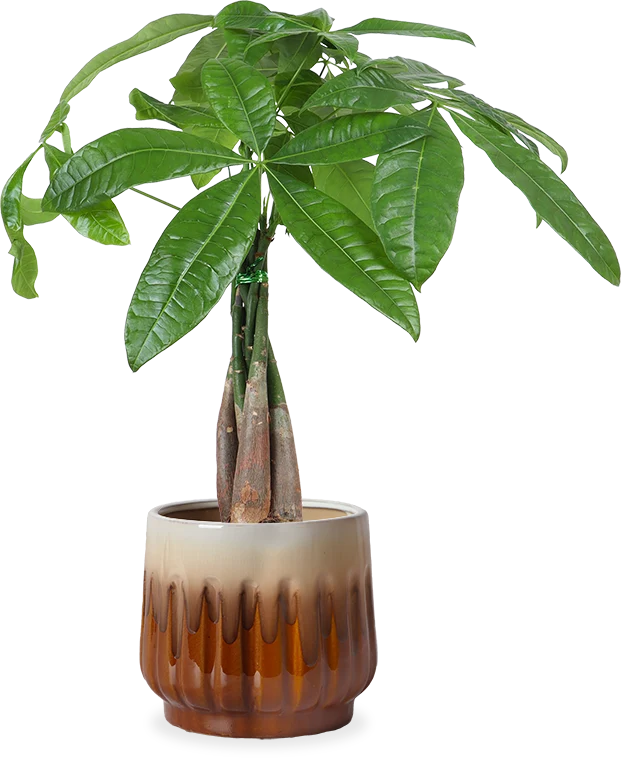 Pachira aquatica (Glückskastanie) (S)