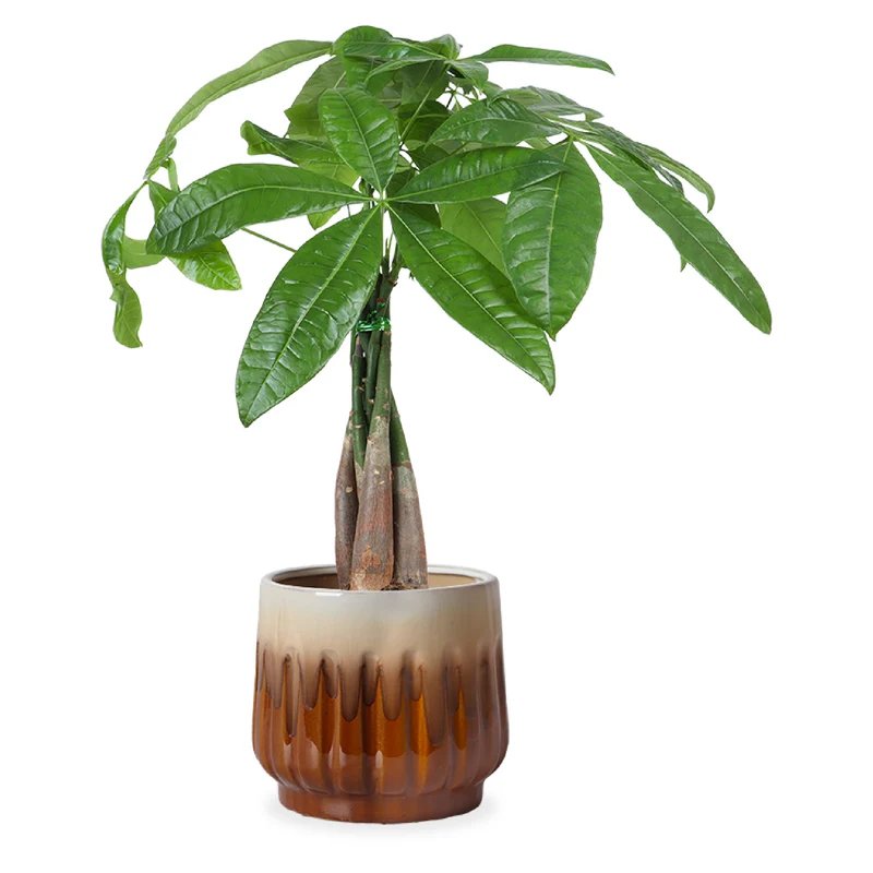 Pachira aquatica (Glückskastanie) (S)