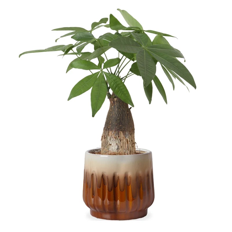 Pachira aquatica (Glückskastanie) (S)