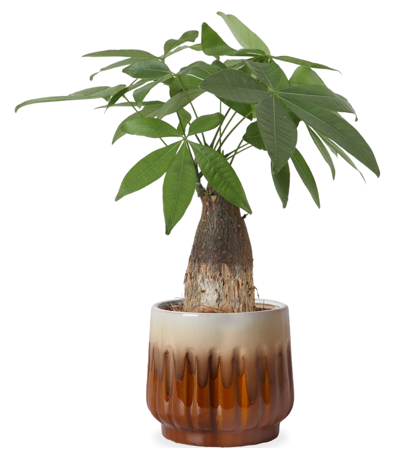 Pachira aquatica (Glückskastanie) (S)