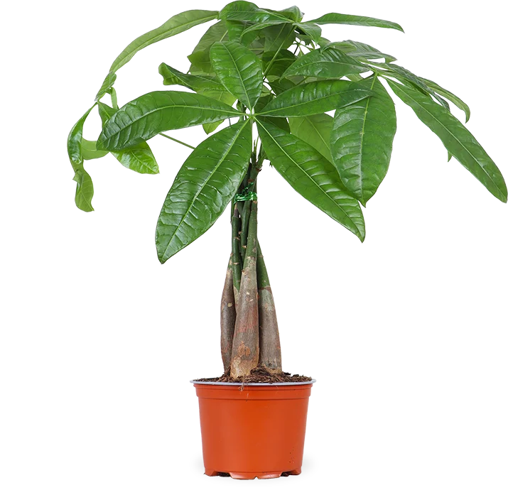 Pachira aquatica (Glückskastanie) (S)