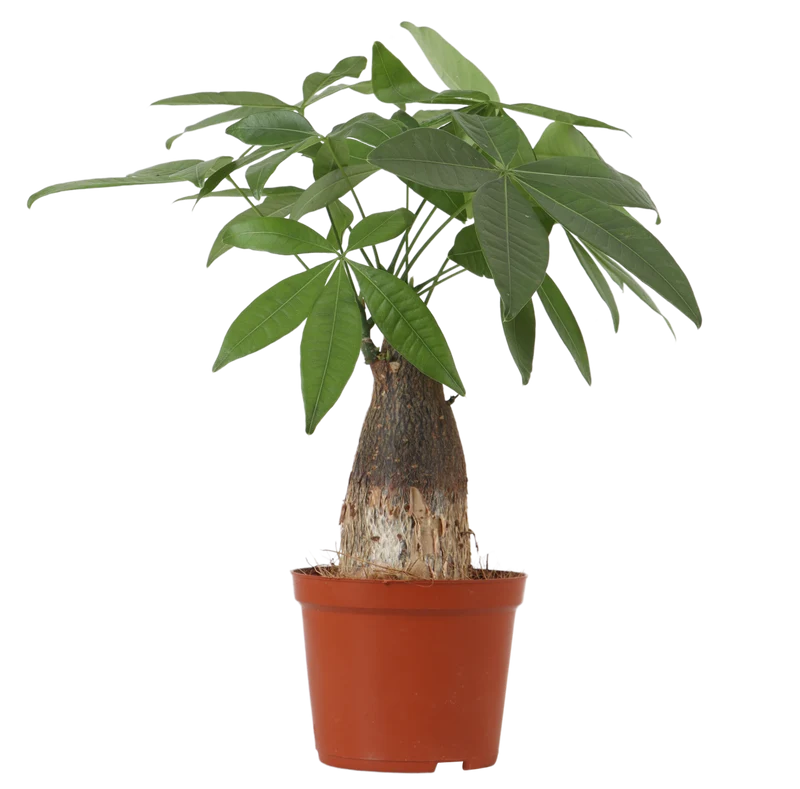 Pachira aquatica (Glückskastanie) (S)