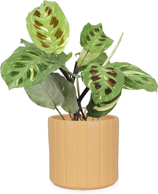 Maranta kerchoveana variegata (Pfeilwurz) (S)