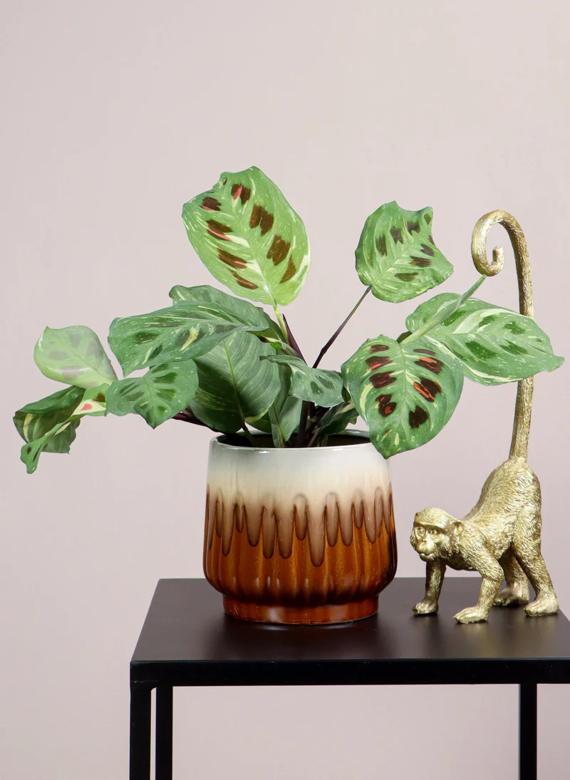 Maranta kerchoveana variegata (Pfeilwurz) (S)
