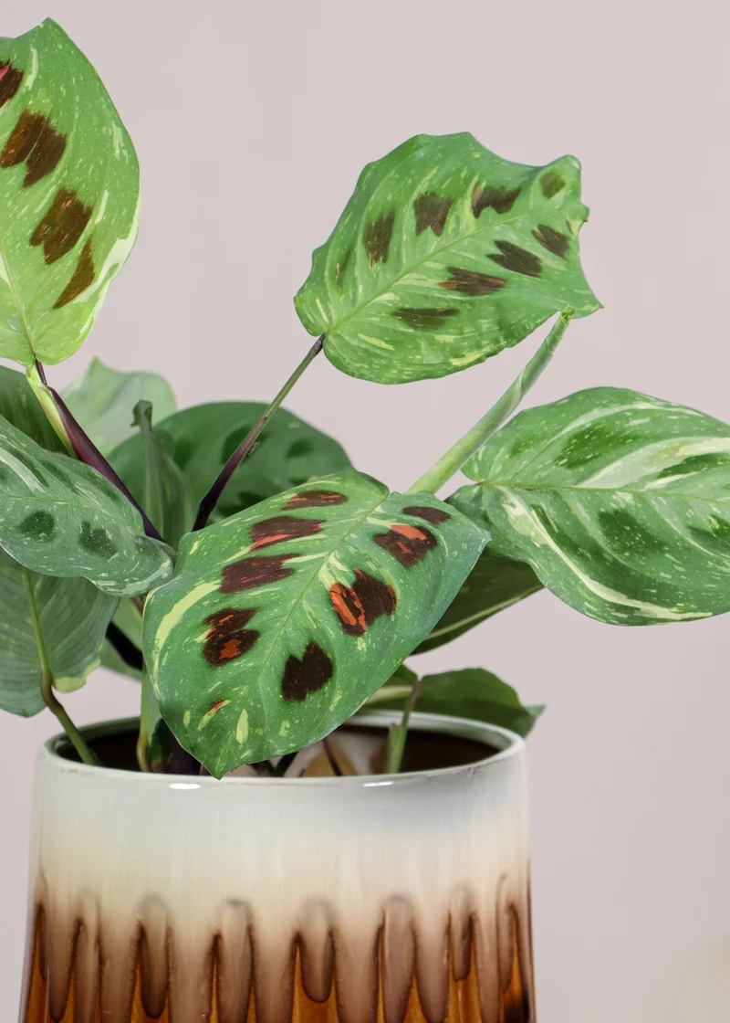 Maranta kerchoveana variegata (Pfeilwurz) (S)