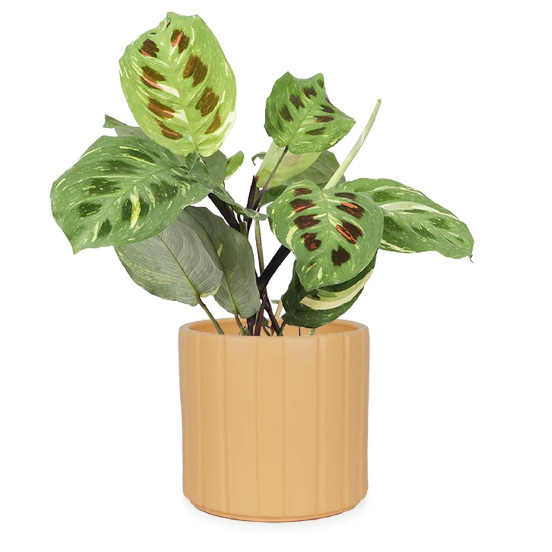 Maranta kerchoveana variegata (Pfeilwurz) (S)