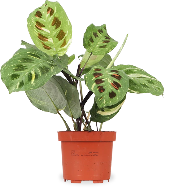 Maranta kerchoveana variegata (Pfeilwurz) (S)
