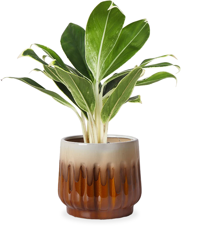 Aglaonema white lime (Kolbenfaden) (S)
