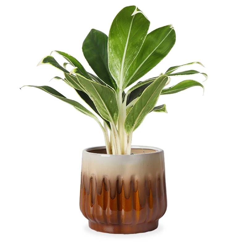 Aglaonema white lime (Kolbenfaden) (S)