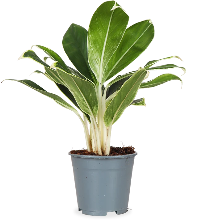Aglaonema white lime (Kolbenfaden) (S)