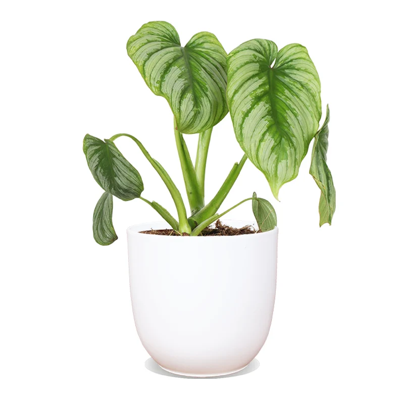 Philodendron mamei (Baumfreund) (S)