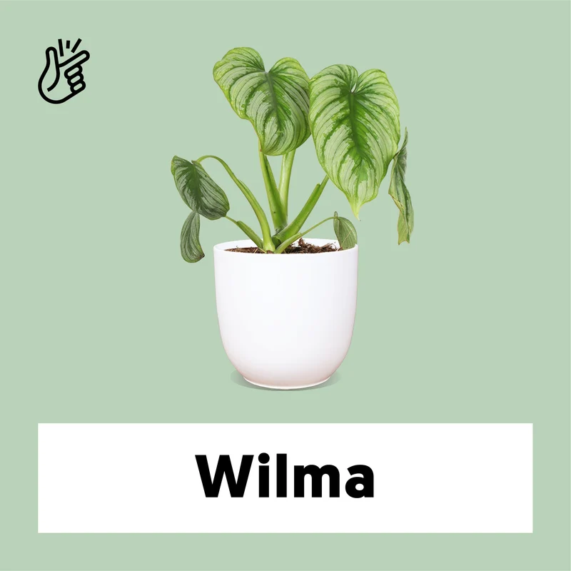 Philodendron mamei (Baumfreund) (S)