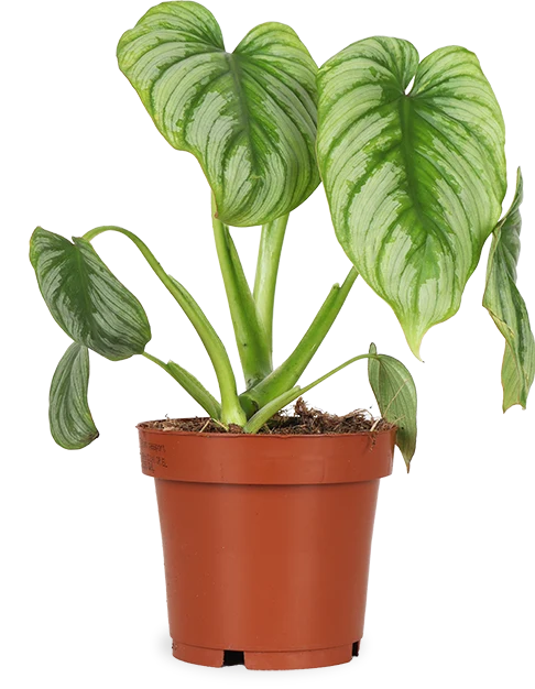 Philodendron mamei (Baumfreund) (S)