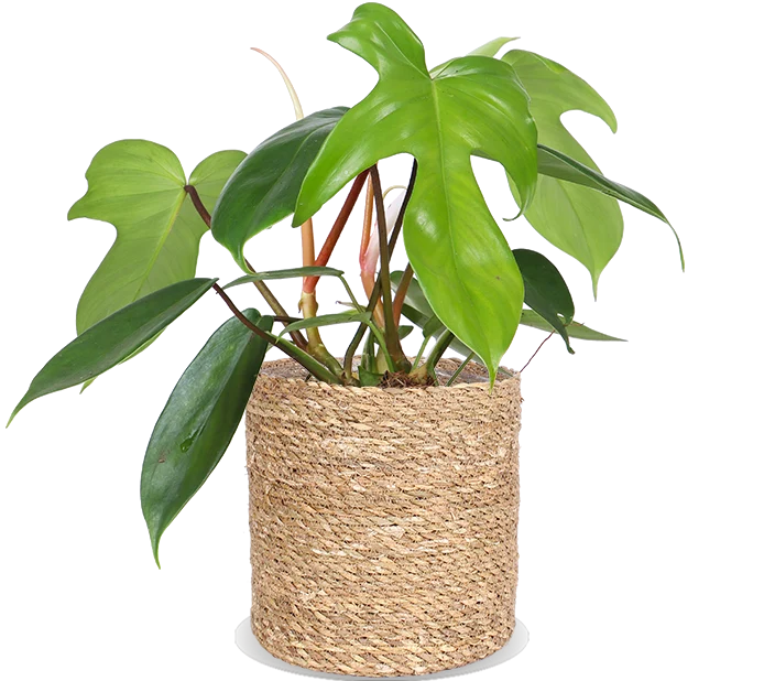 Philodendron Florida Green (Baumfreund) (S)