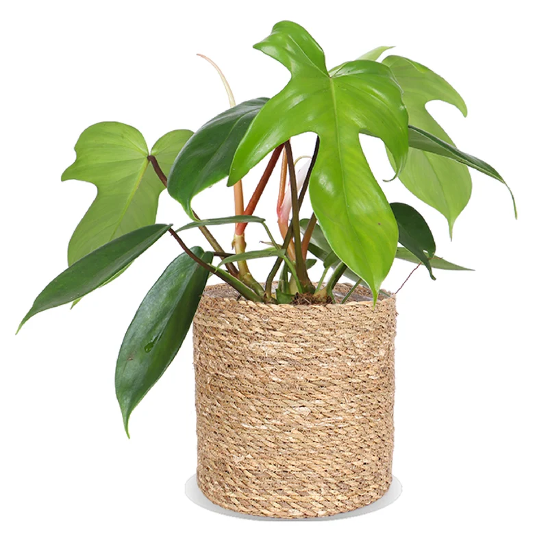 Philodendron Florida Green (Baumfreund) (S)
