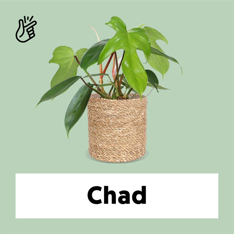 Philodendron Florida Green (Baumfreund) (S)