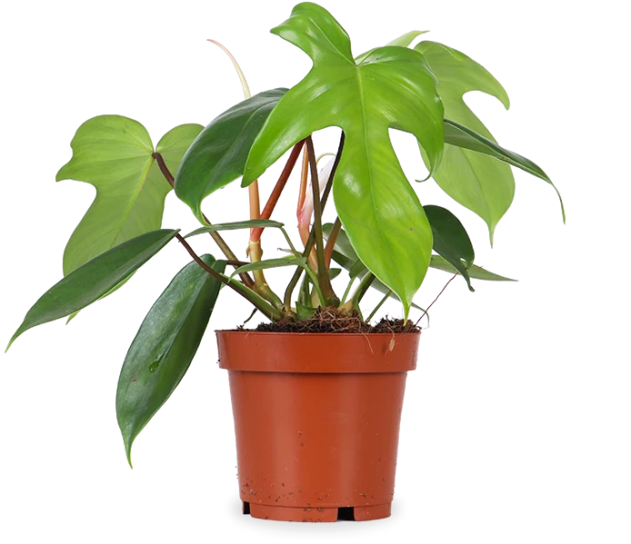 Philodendron Florida Green (Baumfreund) (S)