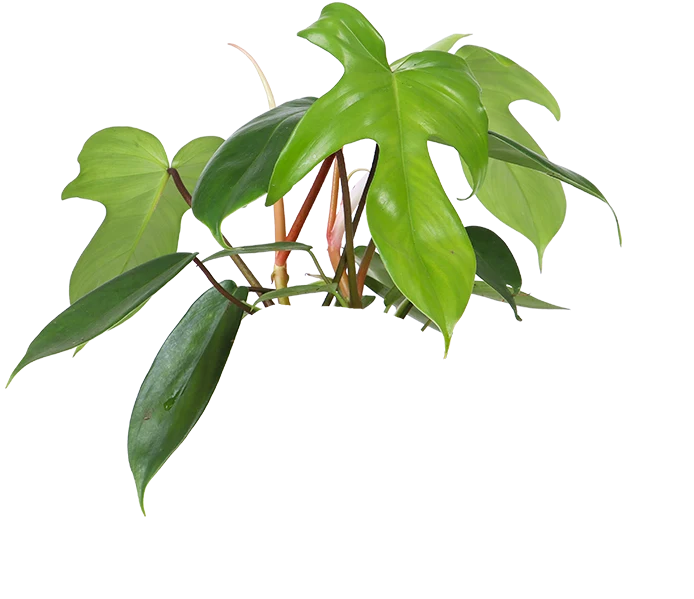 Philodendron Florida Green (Baumfreund) (S)