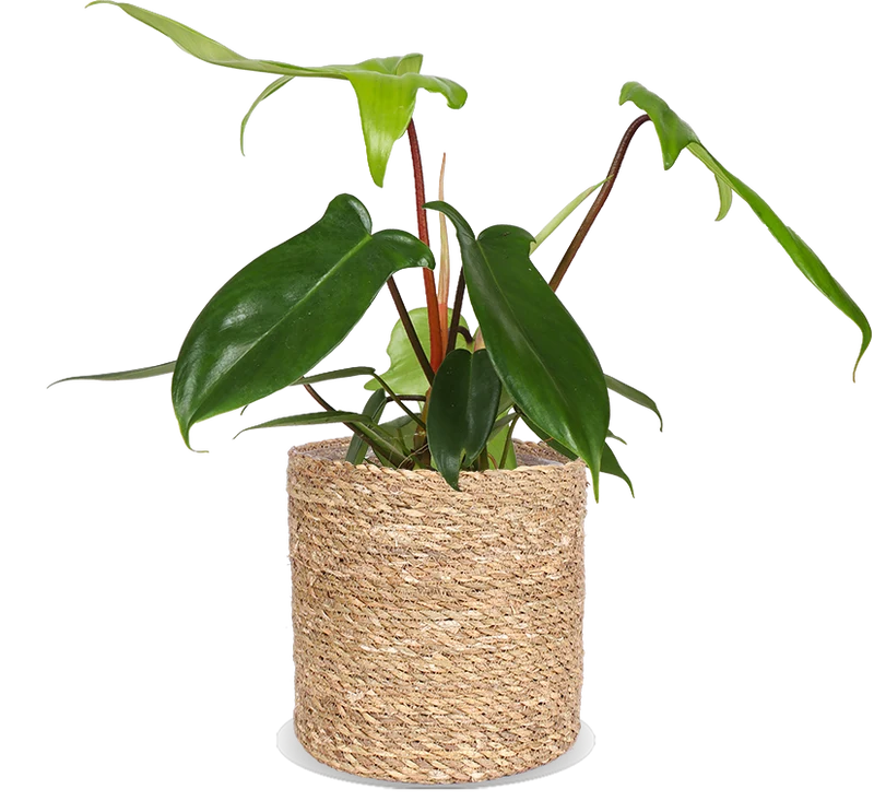 Philodendron Florida Green (Baumfreund) (S)