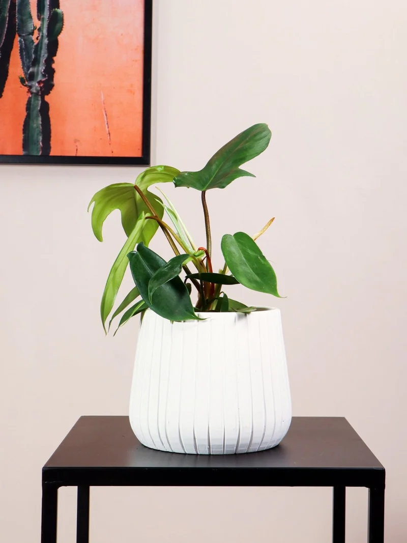 Philodendron Florida Green (Baumfreund) (S)