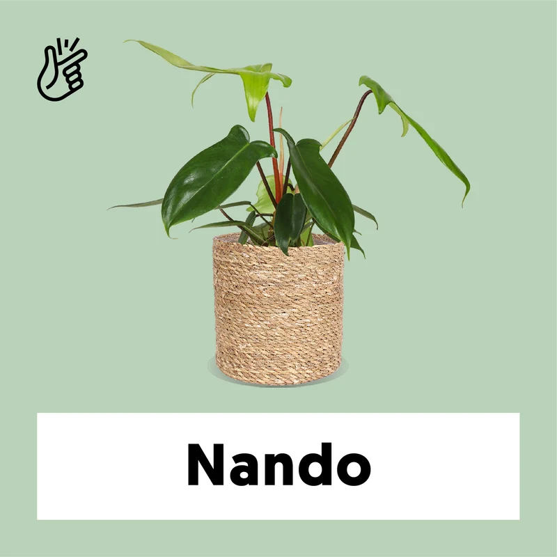 Philodendron Florida Green (Baumfreund) (S)
