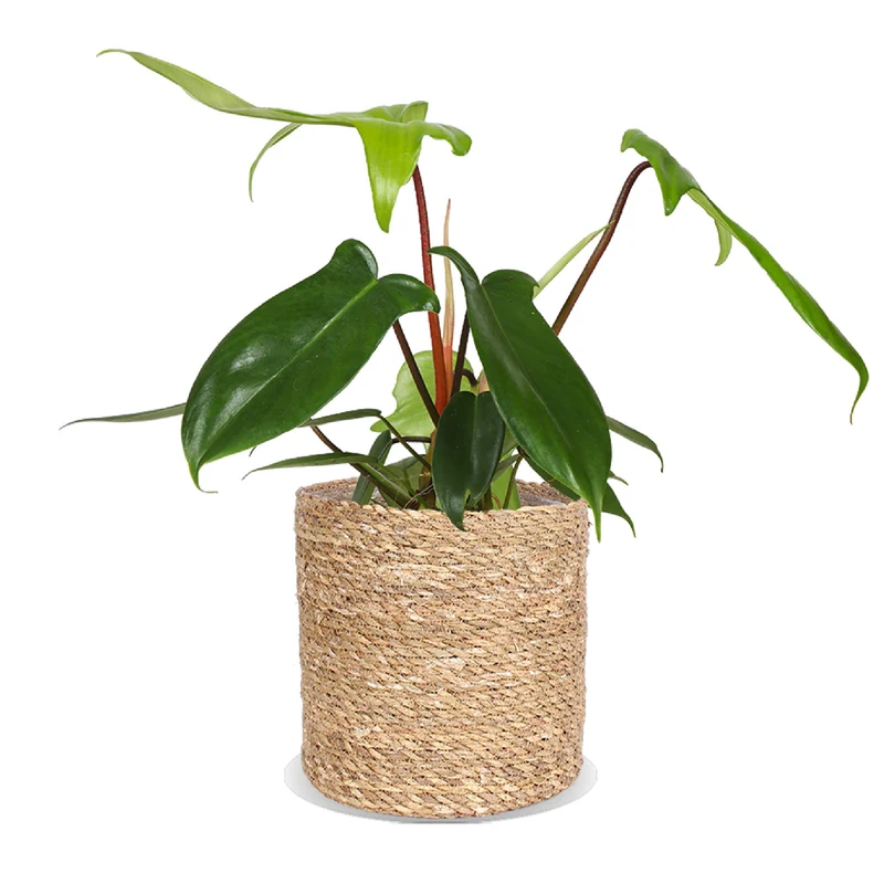 Philodendron Florida Green (Baumfreund) (S)