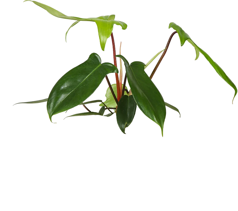Philodendron Florida Green (Baumfreund) (S)
