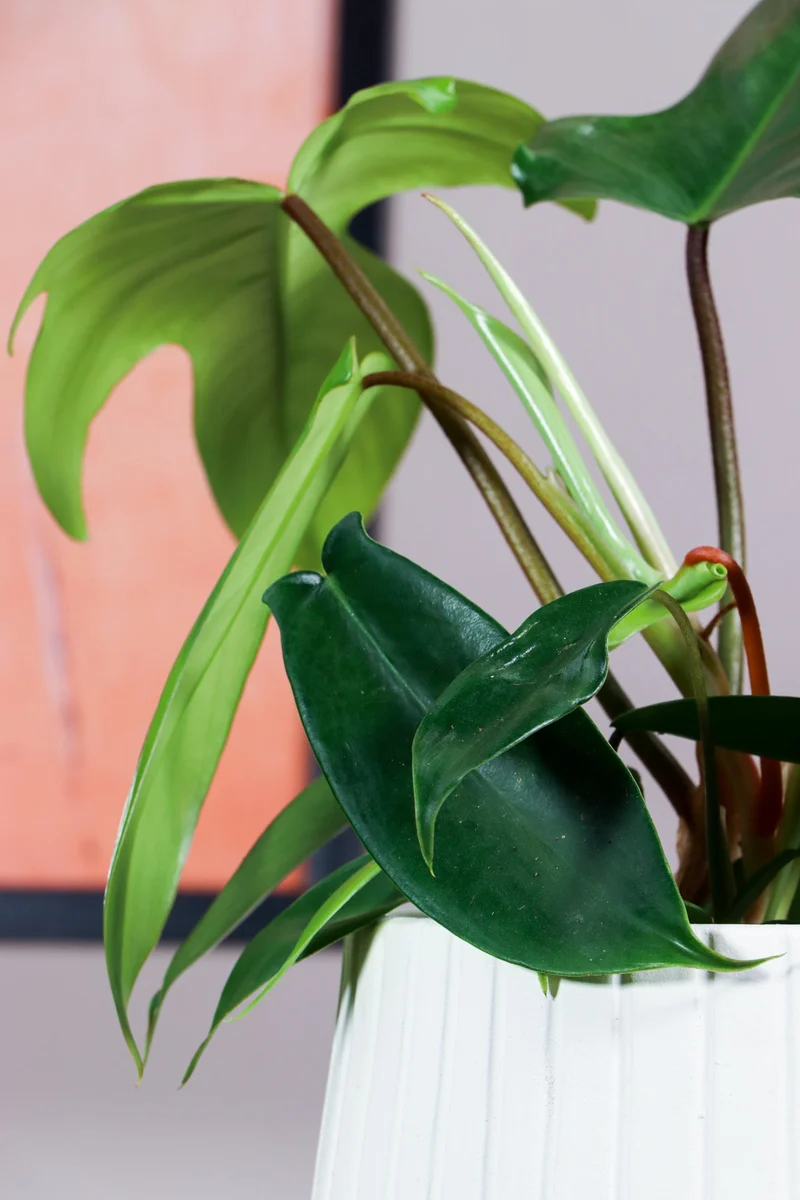 Philodendron Florida Green (Baumfreund) (S)