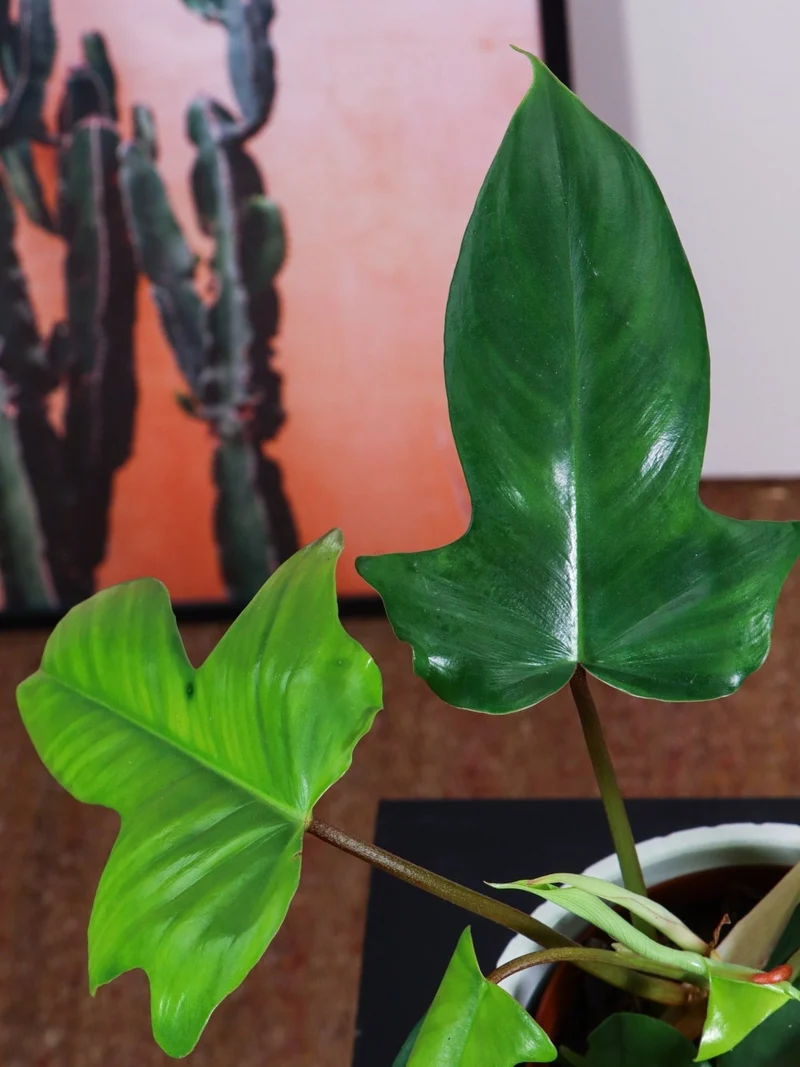 Philodendron Florida Green (Baumfreund) (S)
