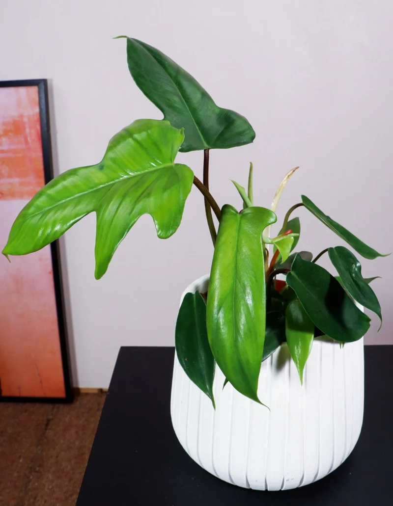 Philodendron Florida Green (Baumfreund) (S)